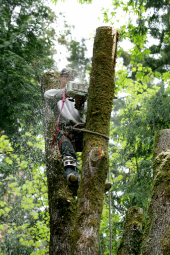Tree Cutting